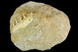 Enchodus Jaw Section with Teeth - Cretaceous Fanged Fish #111590-1